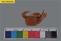 藏品(方形大額蟹)的圖片